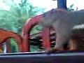 squarrel squarrel
