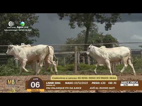 537� LEIL�O VIRTUAL MB LEIL�ES