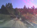 On a safari in the deepest woods of New Mexico we came upon a flock of cows.  They spread their wings and tried to block our car to attack us, but with the help of the rescue squad we were finally saved!