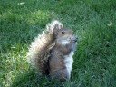 Squirrel eating french fry gets distracted