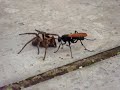 Vespa tarantula hawk - A Maior vespa do mundo - A 2° picada mais dolorida do mundo - Vespa aranha