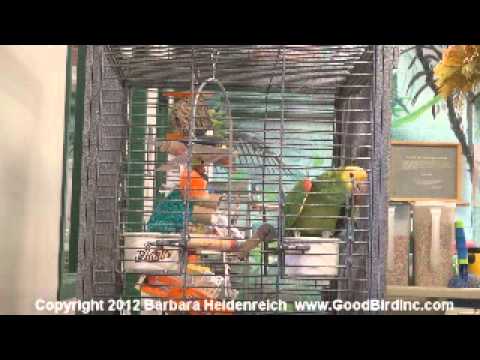 Wrigley the Amazon Parrot Sings Happy Birthday Wrigley the Amazon Parrot Sings Happy Birthday