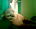Namwaan mycat playing at thanyaburi thailand 2