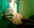 Namwaan mycat playing at thanyaburi thailand 2