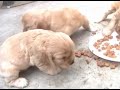 cocker spaniel 4 weeks old cocker spaniel 4 weeks old