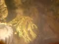 Dwarf Seahorse Birth Dwarf Seahorse Birth