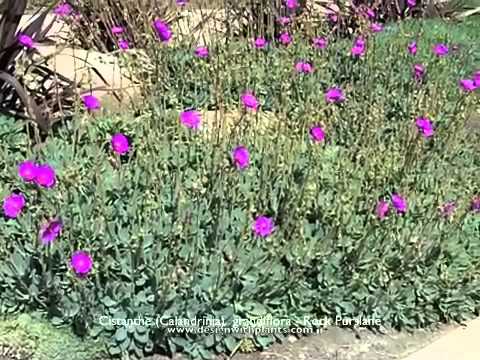 how to transplant purslane