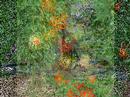 How to grow tomatoes