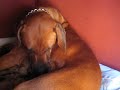 rodesian ridgeback Cachorros recien nacidos (10 hrs)