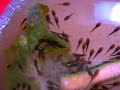 Bristlenose fry