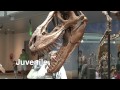 Natural History Museum of Los Angeles - YouTube