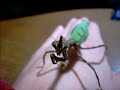 Texas Unicorn Mantis - Phyllovates chlorophaea