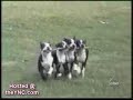 perros