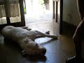 el dogo asesino