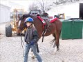 Me and Reba (horse)