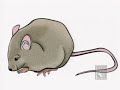 Evolution of the Immune System