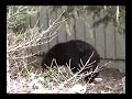 govy bear govy bear