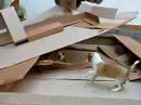 Podengos having fun with cardboard