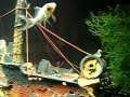 Aquarium 120 L, poissons rouges, comete, Shubukin et...