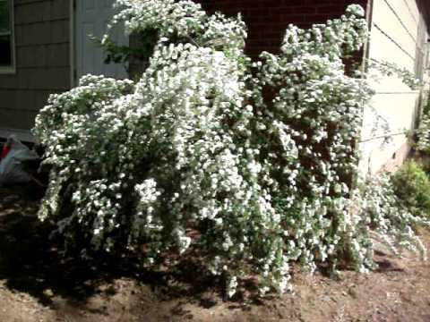 how to transplant a bridal wreath bush