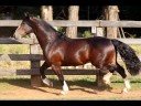 Cavalos Crioulos Cabanha A Tala
