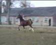 videos de tuigpaard