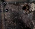 brachypelma boehmei se come otro escarabajo