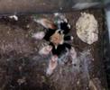brachypelma boehmei se come otro escarabajo