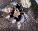 brachypelma boehmei se come otro escarabajo