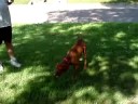 this is our 1yr. vizsla pup rodney.  he lives to point things.  here we are doing some off-season practice with a pheasant wing tied to a fishing pole.  he'd do this from sun up to sun down if we let him!!!
