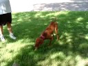 this is our 1yr. vizsla pup rodney.  he lives to point things.  here we are doing some off-season practice with a pheasant wing tied to a fishing pole.  he'd do this from sun up to sun down if we let him!!!