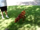 this is our 1yr. vizsla pup rodney.  he lives to point things.  here we are doing some off-season practice with a pheasant wing tied to a fishing pole.  he'd do this from sun up to sun down if we let him!!!