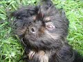 Yorkies Want Love - Yorkie Haven Rescue Yorkies Want Love - Yorkie Haven Rescue