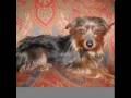 Yorkies Want Love - Yorkie Haven Rescue
