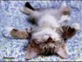 Lustige Tiere