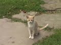 Woman describes pitbull attack on her cat, and threats