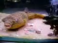 Pablo the Puffer Fish Pablo the Puffer Fish