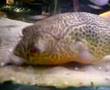 Pablo the Puffer Fish