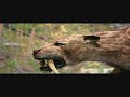 Los Angeles - Saber thooth -Tygrys Szablasty   (part of \"Prehistoric Predators\")