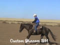 2 Year Old Custom Crome Filly 2 Year Old Custom Crome Filly
