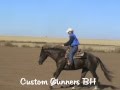 2 Year Old Custom Crome Filly