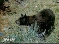 Yellowstone and the Grand Tetons 1947