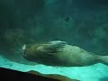 Walrus dancing