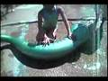 Nessie: The Musical Water Serpent