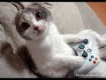 Gatos Divertidos