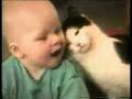 Gatos Divertidos