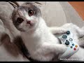 Gatos Divertidos