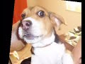 Puppy Beagle Felipe: Gli Occhi Tuoi (Tus Ojos)