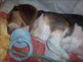 Beagle video