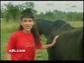 good horseee heh